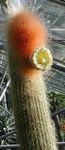 Фото үй өсімдіктер Espostoa кактус шөл , ақ