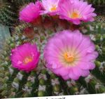 Nuotrauka Kambariniai Augalai Kamuolys Kaktusas (Notocactus), rožinis