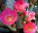 Photo House Plants Prickly Pear desert cactus (Opuntia), pink