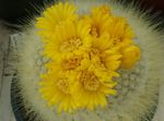 снимка Интериорни растения Том Палеца пустинен кактус (Parodia), жълт