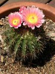 zdjęcie Pokojowe Rośliny Parodia pustynny kaktus , różowy