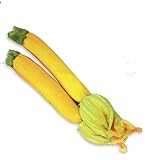 Giallo Semi Zucchini Zucchino estivo, pacchetto originale, 8 semi / Pack, Heirloom Cucurbita Pepo Vegetable Seeds # B005 foto, nuovo 2024, miglior prezzo EUR 4,40 recensione