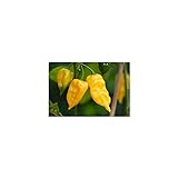 Semi di peperoncino Habanero Hot Lemon foto, nuovo 2024, miglior prezzo EUR 4,00 recensione