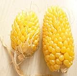 Go Garden Fd950 Ananas - Semi di Mais per Verdure, Popcorn, biologici, Non-Gm, 10 pz foto, nuovo 2024, miglior prezzo  recensione
