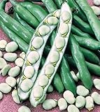 Shoopy Star Semi di zucca zucchine Beloplodny Bianco Verdura Organic Heirloom Russia Ucraina foto, nuovo 2024, miglior prezzo  recensione