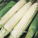 SEMI PLAT firm-20pcs regina semi ibridi di mais di verdure giardino domestico di DIY BonsaÃ¯Pianta foto, nuovo 2024, miglior prezzo EUR 12,99 recensione