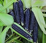 Shoppy Star: Seed Savers Exchange 1193 un'impollinazione di mais, nero Aztec, 50 Bustina di semi foto, nuovo 2024, miglior prezzo  recensione