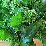 Portal Cool 4000 Seeds: Broccolo inizio autunno Raab Rapini 300-4000 Semi Microgreens Cavolo Giardino foto, nuovo 2024, miglior prezzo  recensione