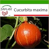 SAFLAX - Zucca di Hokkaido - 10 semi - Con substrato - Cucurbita maxima foto, nuovo 2024, miglior prezzo EUR 4,45 recensione