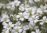 Semi di neve-in-estate - Cerastium tomentosum foto, nuovo 2024, miglior prezzo EUR 2,66 recensione