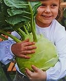 Cavolo rapa, semi di cavolo rapa gigante - Brassica oleracea convar. acephala alef. var. gongylodes - semi foto, nuovo 2024, miglior prezzo EUR 4,82 recensione