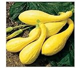20 semi inizio estate Crookneck Zucchino estivo giallo dorato Heirloom Cream precoce foto, nuovo 2024, miglior prezzo EUR 10,99 recensione