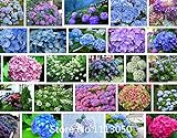 100 / bag semi raro fiore semi Anthurium Andraeanu, balcone in vaso, semi di fiore per il giardino di casa fai da te foto, nuovo 2024, miglior prezzo EUR 10,99 recensione