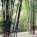 foto Bluelover Piante da Giardino 100Pcs Bambù Nero Semi Cortile Phyllostachys Nigra recensione