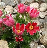 Semi di fiore di Pasqua rossa - Anemone pulsatilla foto, nuovo 2024, miglior prezzo EUR 3,44 recensione