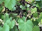 Dichondra 100pcs Muscadine Grape Fruit Seeds Photo, new 2024, best price $14.99 ($0.15 / Count) review