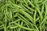 Verde semilla de frijol: Furano haba verde semillas frescas Semilla !!!! (100 + semillas) Foto, nuevo 2024, mejor precio 17,40 € revisión