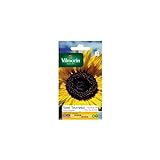 Vilmorin - Paquete semillas Sol girasol flor gigante Foto, nuevo 2024, mejor precio 5,90 € revisión