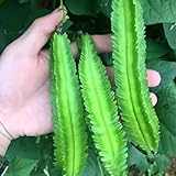 20 Pcs Non-GMO Winged Bean Seeds Psophocarpus Tetragonolobus Natural Green Seeds,for Growing Seeds in The Garden or Home Vegetable Garden Photo, new 2024, best price $8.99 review