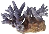 Aqua Della 234-431368 Coral Acropora - Decoración para Acuario, Color Lila Foto, nuevo 2024, mejor precio 16,46 € revisión