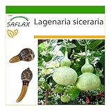 SAFLAX - Calabaza de peregrino - 15 semillas - Con sustrato estéril para cultivo - Lagenaria siceraria Foto, nuevo 2024, mejor precio 4,45 € revisión