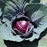 Red Rock Cabbage Seeds - 25 Count Seed Pack - A Hearty, Late-Harvest Variety That's flavorful and Sweet - Country Creek LLC Photo, new 2024, best price $1.99 review