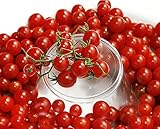 30+ Sweet Pea Currant Tomato Seeds, Heirloom Non-GMO, Extra Sweet and Heavy-Yielding, Low Acid, Indeterminate, Open-Pollinated, Long Season, Super Delicious, from USA Photo, new 2024, best price $5.89 review