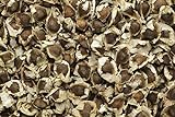 Moringa oleifera - 20 semillas - ¡rábano picante! Foto, nuevo 2024, mejor precio 9,95 € revisión