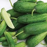 Organic-Double Yield Cucumber Seeds (40 Seed Pack) Photo, new 2024, best price $5.19 review