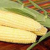 Bodacious R/M Hybrid Corn Garden Seeds (Treated) - 1 Lb ~2,031 Seeds - Non-GMO, SE (Sugary Enhanced) Vegetable Gardening Seeds Photo, new 2024, best price $38.59 ($2.41 / Ounce) review