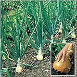 Kelsae Sweet Giant Onions (Guinness Record) Seeds Photo, new 2024, best price $4.69 review