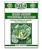 Early Jersey Wakefield Cabbage Seeds -500 Seeds Non-GMO Photo, new 2024, best price $1.59 review