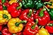 Photo Bell Pepper, California Wonder Pepper Seeds, Heirloom, 25 Seeds, Delicious Large Peppers review