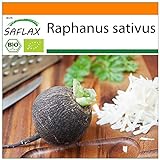 SAFLAX - Ecológico - Rábano - Español Negro - 100 semillas - Raphanus sativus Foto, nuevo 2024, mejor precio 3,95 € revisión