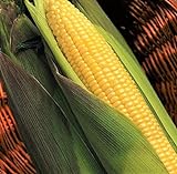 TomorrowSeeds - Kandy Korn Yellow Sweet Corn Seeds - 90+ Count Packet - Red Purple Husk EH Hybrid Untreated Golden Early Harvest Non GMO Photo, new 2024, best price $8.80 ($0.10 / Count) review