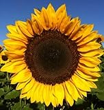 25+ Seeds Sunflower : Pro Cut Lulu Certified Mixture Sunflower Fresh Photo, new 2024, best price $25.00 review