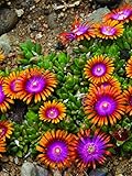 Perennial Farm Marketplace Delosperma 'Fire Spinner' (Ice Plant) Groundcover, 1 Quart, Bright Orange Petals with Purplish-Pink Centers Photo, new 2024, best price $9.46 review