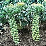 NIKA SEEDS - Vegetable Brussels Sprout Cabbage Green (Possible to Grow Indoor) - 150 Seeds Photo, new 2024, best price $6.95 ($0.05 / Count) review