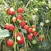 Foto 100 Semillas de Fresa (Climbing Strawberry) revisión