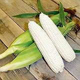 CEMEHA SEEDS - White Corn Sweet Non GMO Vegetable for Planting Photo, new 2024, best price $6.95 ($0.28 / Count) review