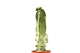 PIANTE GRASSE VERE RARE Lophocereus Schotti V.Maior Mostruoso in vaso coltivazione 16cm Produzione viggiano Cactus Succulente foto, nuovo 2024, miglior prezzo EUR 100,00 recensione