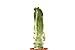 foto PIANTE GRASSE VERE RARE Lophocereus Schotti V.Maior Mostruoso in vaso coltivazione 16cm Produzione viggiano Cactus Succulente recensione