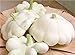 Foto Farmerly Kürbissamen, weiße Muschelblume, 35 Samen Rezension