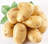 PlenTree 120 pezzi di patate Semi Antirughe nutrizione verde vegetale per il giardino domestico che pianta i semi di patate assorbendo la radiazione foto, nuovo 2024, miglior prezzo  recensione