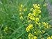 foto Shoopy Star 200 semi di NT di ravanello bianco lungo Ghiacciolo/Orto Verdure Piante recensione