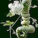 foto Vista Semi di zucca a serpente lunghi come frutti di serpente e verdure a circa 1,5 m Semi di zucca stagioni facili fagioli di serpente commestibili recensione