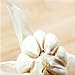 foto 100 pc / sacchetto di sterilizzazione semi di ortaggi Giant Aglio Cina verde cipolla Semi Tasty Leek grande vaso Cipolla Giardino Bonsai giallo pianta recensione