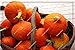 Foto Vistaric Kürbiskerne Cucurbita Golddraht Kürbismelone Obst und Gemüse Samen Bestseller von Outdoor, Bonsai Topfpflanzen 30 Stück 12 Rezension