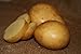 Foto Yukon Gold Kartoffel-Samen/Knollen, Gelb-Fleisch-Standard. Rezension