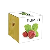 ecocube - Cubo in legno, motivo: fragole foto, nuovo 2024, miglior prezzo EUR 13,14 recensione